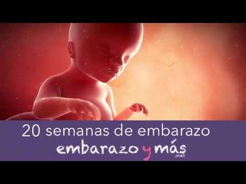 20 semanas de embarazo - Quinto mes - EMBARAZOYMAS
