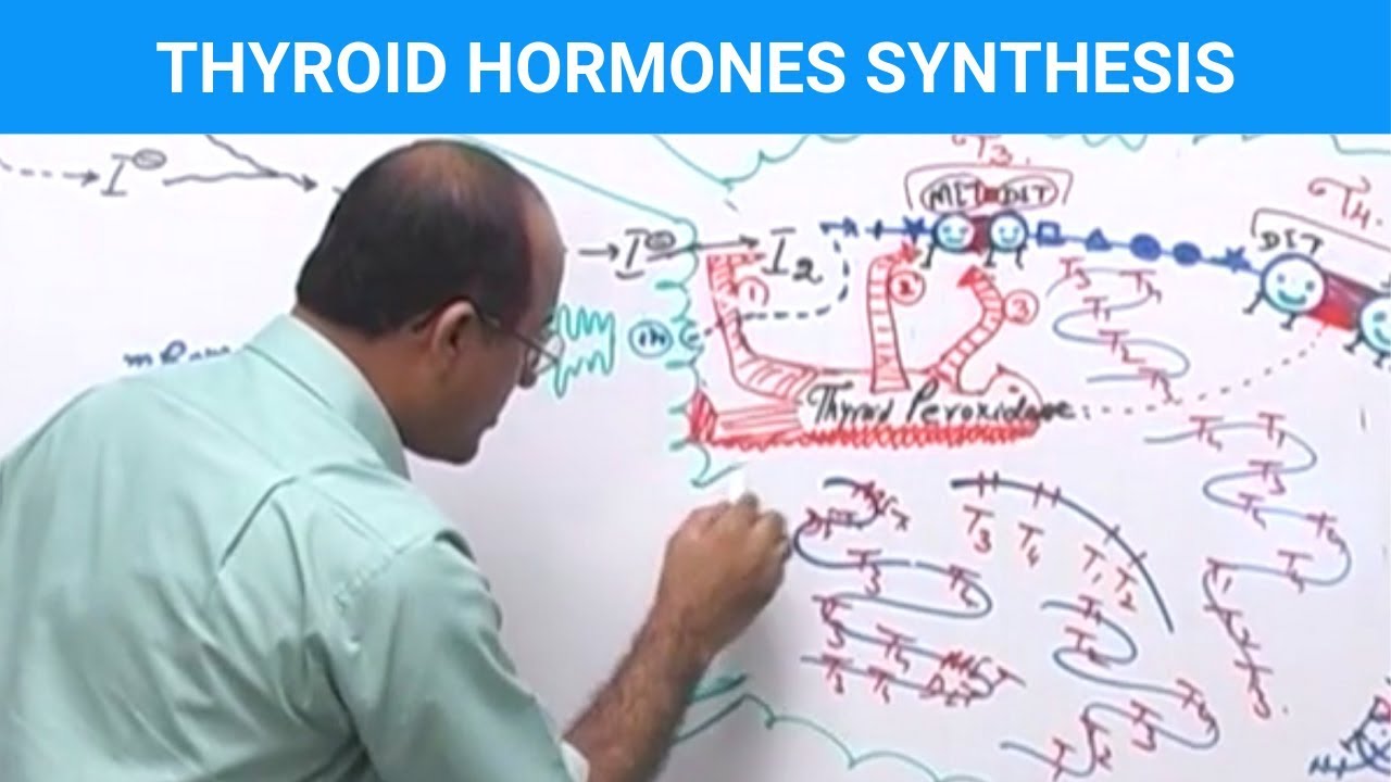 Thyroid Hormones Synthesis | Thyroid Gland 👨‍⚕️ - YouTube