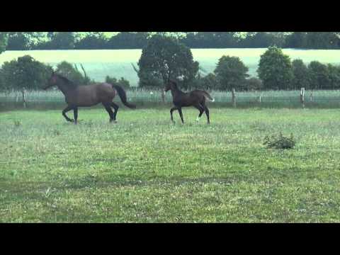 Fohlen Colman-Caretino 2015