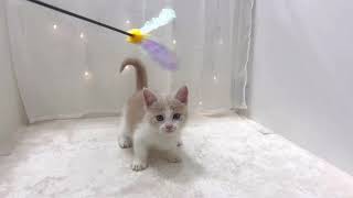 マンチカンの動画01