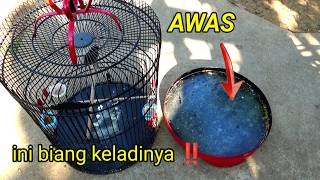 Download lagu After moulting, the voice becomes hoarse and snoring, this is the cause ‼️ mp3