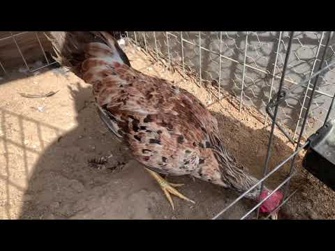 2020....Chocolate Grey Henny Stag