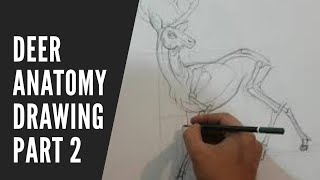 Basic drawing I Deer Anatomy drawing part 2 I Online Drawing class