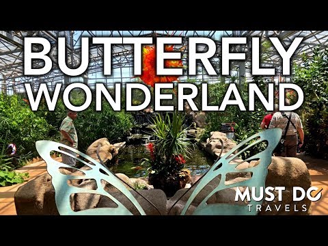 download lagu mp3 mp4 Butterfly Phoenix, download lagu Butterfly Phoenix gratis, unduh video klip Butterfly Phoenix