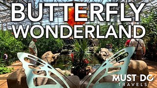 Butterflies Music Video