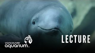 Shades of Grey: Uncovering the Hidden Complexities of the Lives of Harbour Porpoise