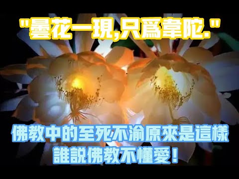 曇花一現的愛情