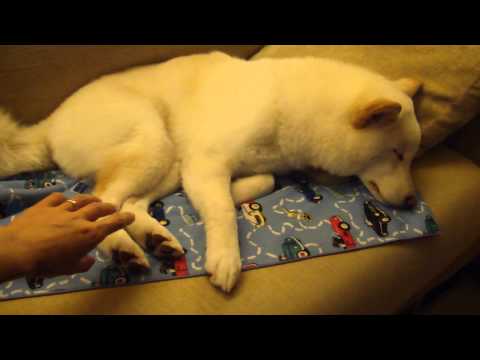 Mini 你有這麼累嗎？(原發表者:Woody麻)(影片)