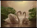 Клип :Ани Лорак "Лебединая верность" 