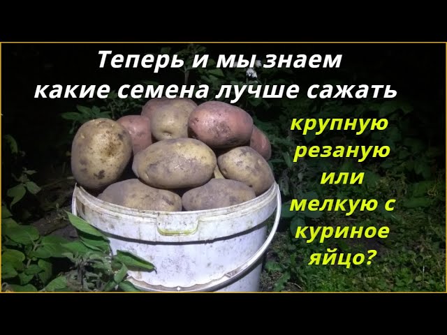 Картошка на грядке. Картошка в огороде. Садим картофель. Картошка растет в огороде. Сажать картошку.