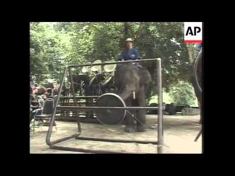 VOICED Elephants play percussion in orchestra at sanctuary