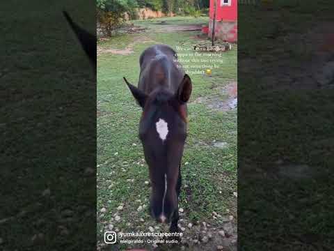 Annoying foal (but we love him really)