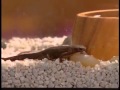 N Is For Newt
