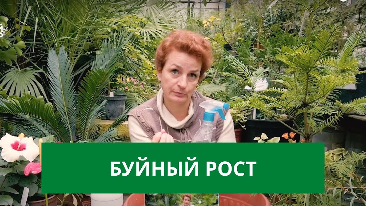 Бешенный рост комнатных растений осенью!
