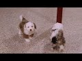 Mini Bernedoodle dogs for sale: Jarrett - Video 1
