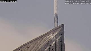 Tower Cam - FalconCam Project LIVE live webcam