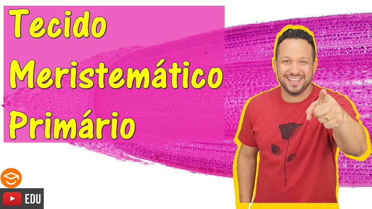 Tecido Meristemático Primário - Meristema Primário - Tecidos Meristemáticos - Histologia Vegetal