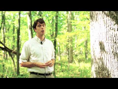 Woodland Habitat Restoration Project