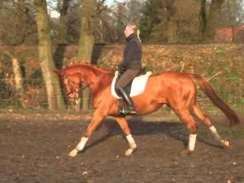 Denver *2010 v. Dancier - Florestan -For Sale- www.pferde-aus-verden.de