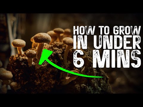 10-Minute Mushroom Farm Hack! 🍄 Get Your FIRST Harvest FAST (Beginner's Speedrun Guide)