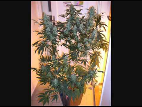 Ras Matthew - Crying