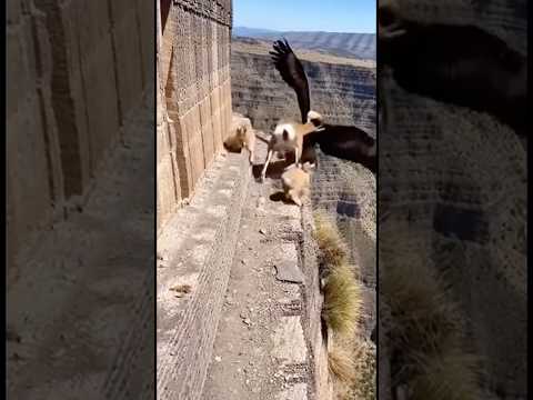 Alpinista grabó como un águila se llevó una cabra montañés #shorts #truck #funny