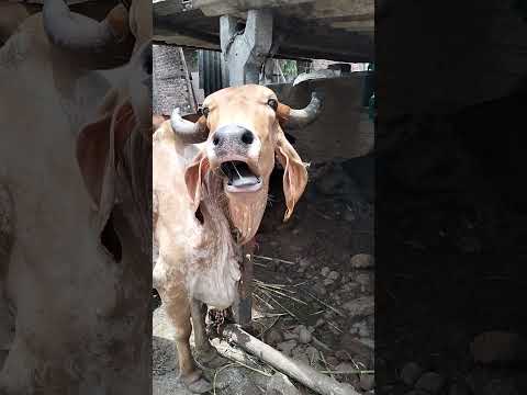 🙏♥️ #song #music #hindisong #love #bollywood #cow #helpless #bollywoodsongs #funny