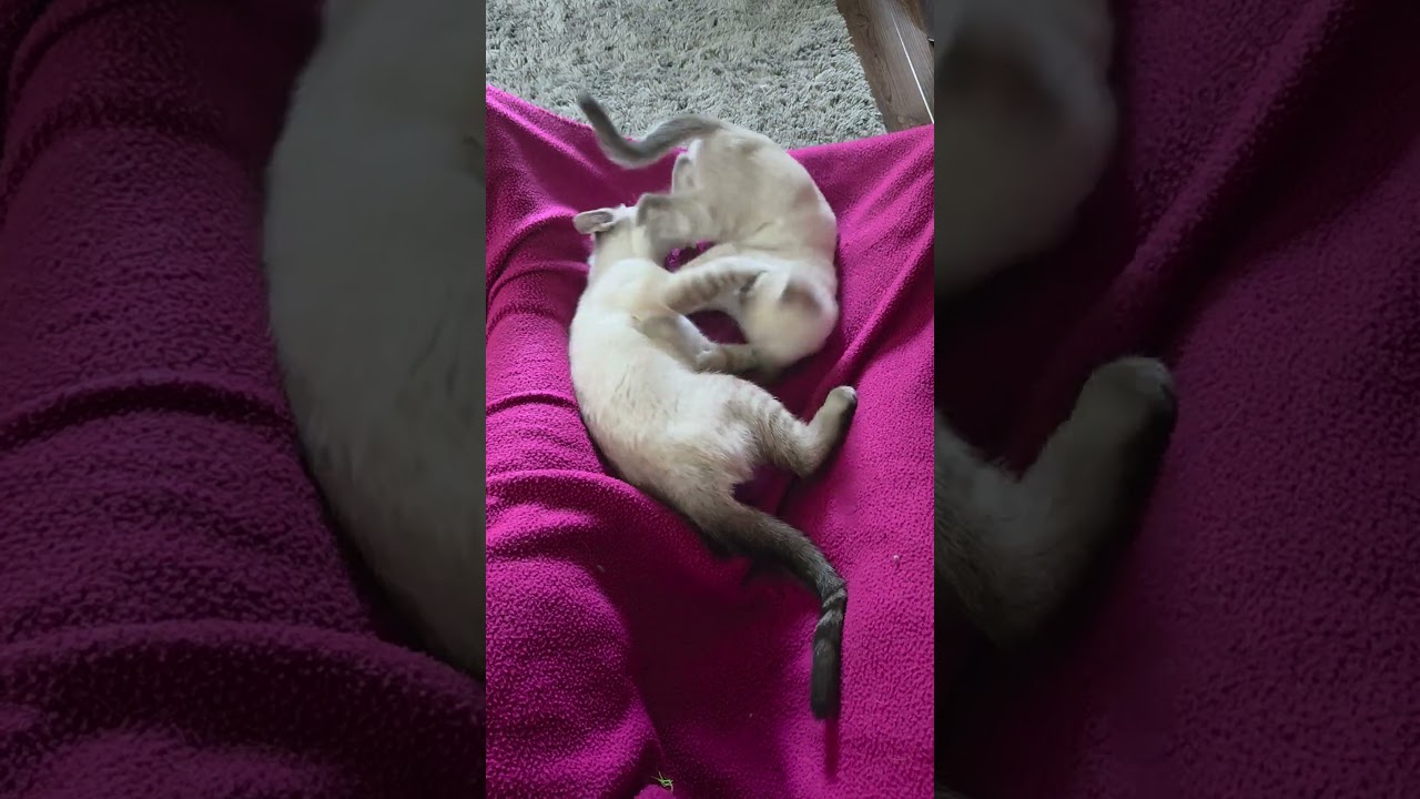 TIGER LILY & ORIENTAL POPPY, a ADOPTABLE Siamese in Campbellsport, WI video 1/2