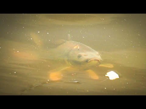 Lov kaprů a amurů z hladiny. Lov ryb na mlaskačku