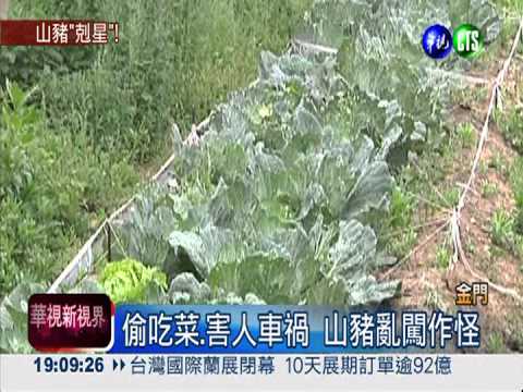 原民刑警顯身手 逮作亂母山豬!