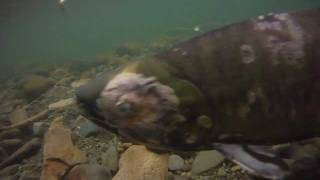 preview picture of video 'Male Chum Salmon - Puntledge River BC'