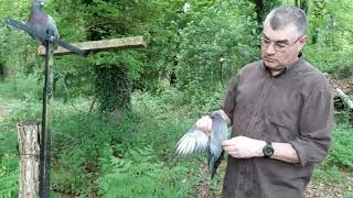 palombe.org Séance d'entrainement de pigeons sur fil