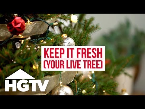 , title : 'How to Care for a Live Christmas Tree | HGTV'