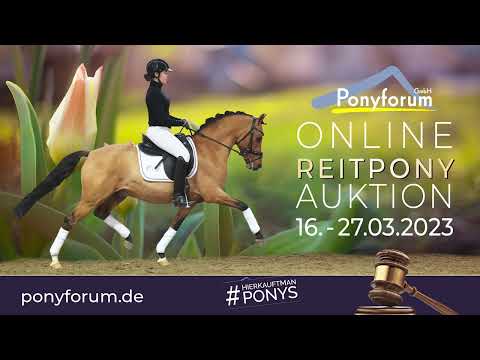 Der Elfenprinz Wallach 2009 v. Der feine Lord AT / Chantre B