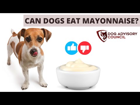 Can Dogs Eat Mayonnaise? (How Safe Is Mayo For Dogs?)