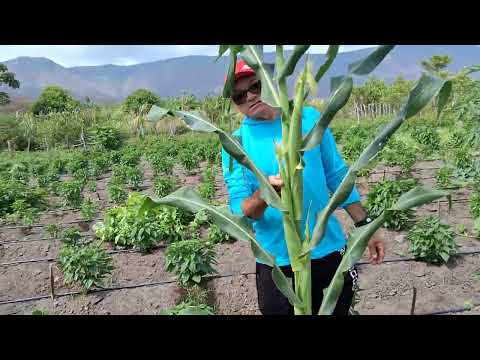 Horta do cabeça branca em roça velha frecheirinha Ceará 