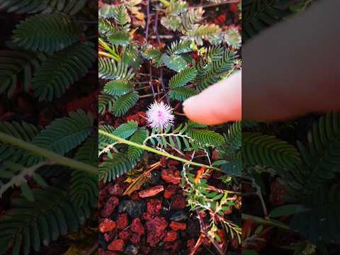 Seien Sie vorsichtig, wenn Sie diese rosa Blume sehen! #shots