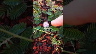 Be Careful If YOU See THIS Pink Flower! #shots