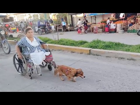¡Conmovedor! Mascota jala silla de ruedas de su dueña para movilizarla en Bagua