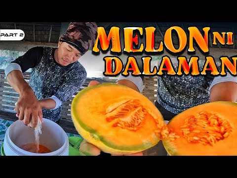 P2-MELON NI DALAMAN - EP1228