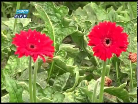 ফুলের বাজারে ধস