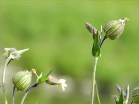 Aby nás Pán Bůh miloval piano bass