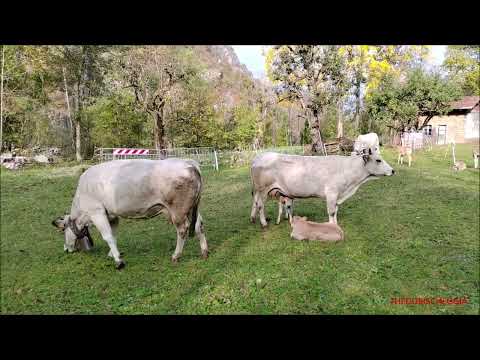 MUCCHE AL PASCOLO CON I VITELLINI CHE SCORAZZANO FELICI - DOM. 16 - 10 - 2022.