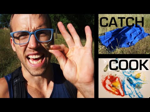 South Dakota Foraging ::: Eating Wild Grasshoppers