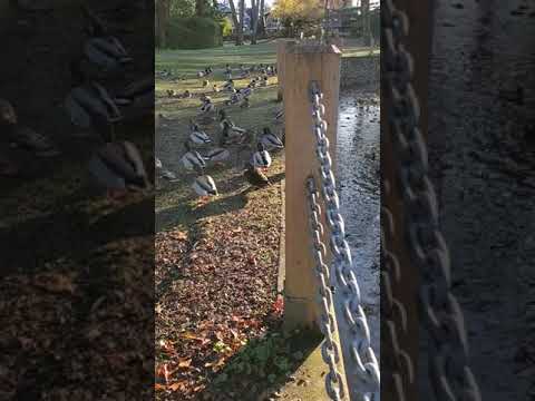 A video of the ducks in Bowker Creek