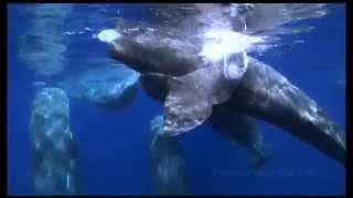 Sperm whale kisses free diver