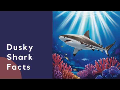 Dusky Shark Facts You Never Knew!