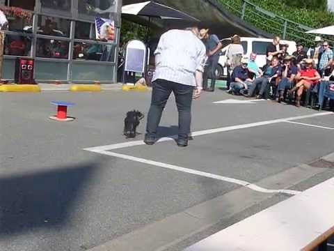 20140914 Demo Dogdance Texas Style Shauni en Nino