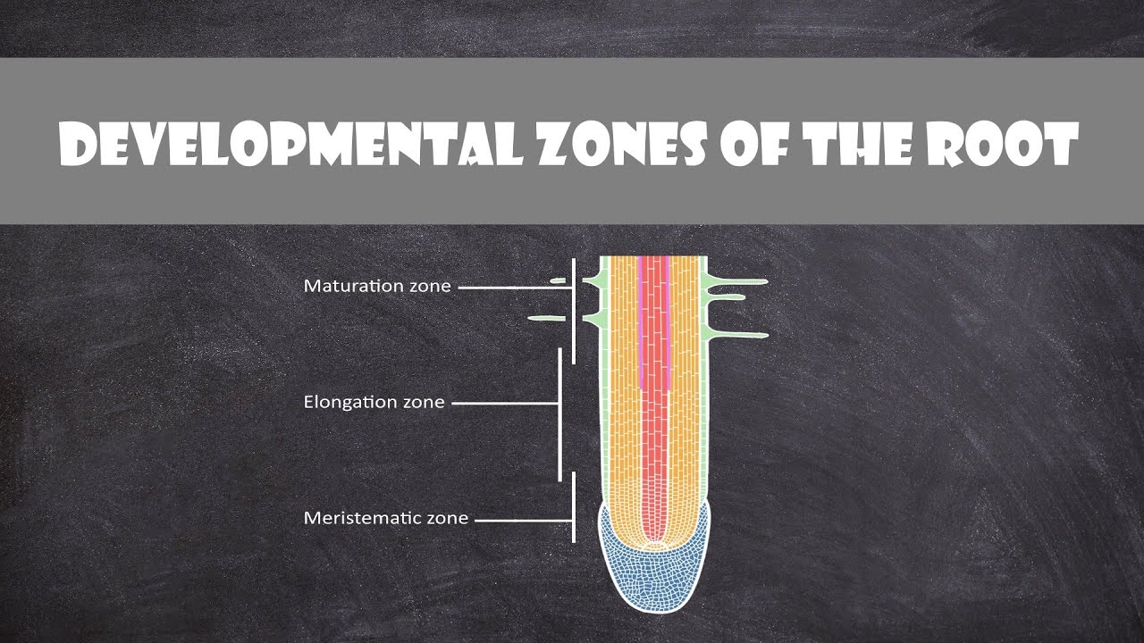 Developmental Zones of the Root | Plant Biology - YouTube