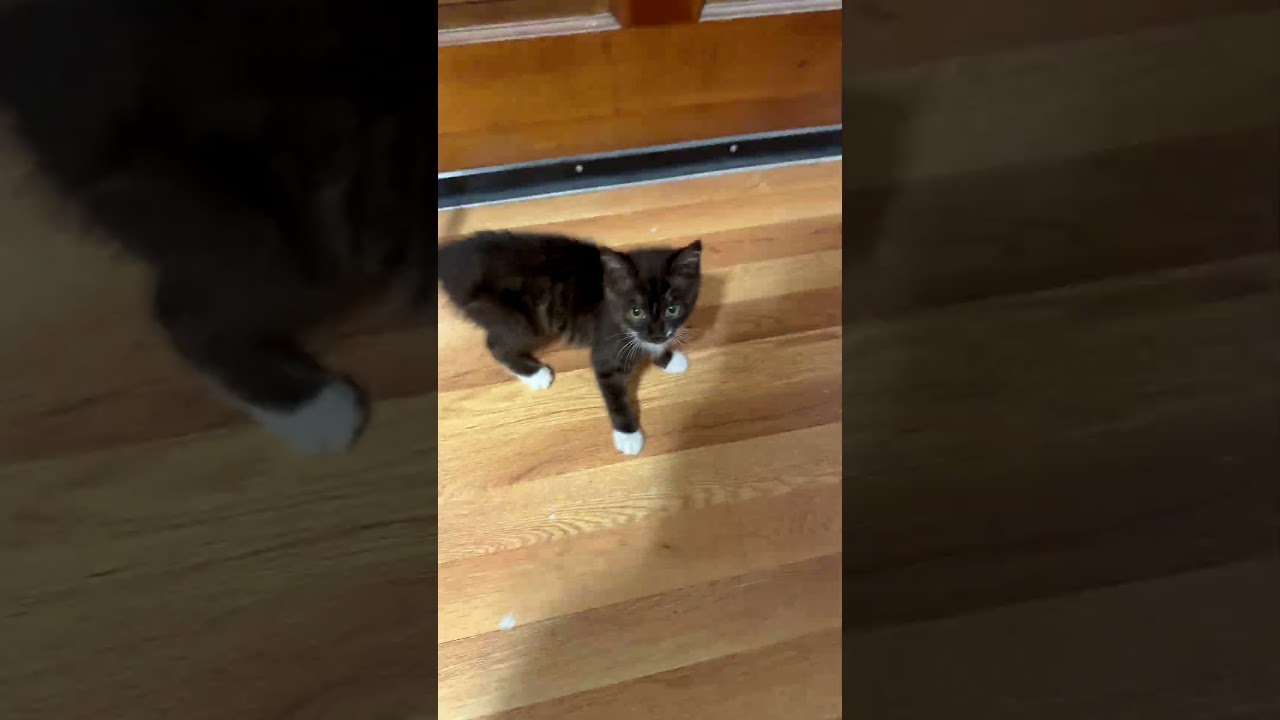 Enlarge Tornado, a ADOPTABLE Domestic Medium Hair in Athens, GA video 1/3